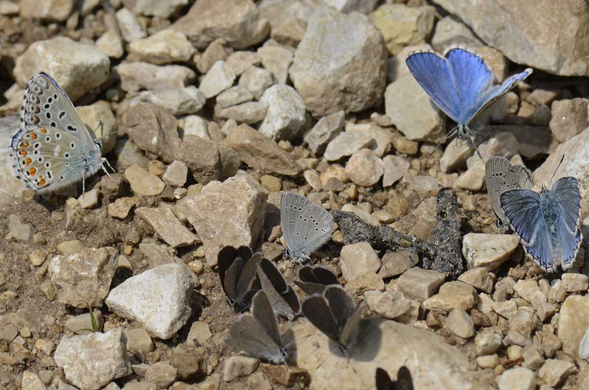 Gruppo misto Lycaenidae da id.
